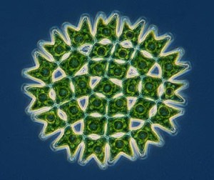 Pediastrum, a flat colony of green algae