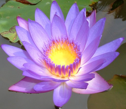 Lotus flower is the source of new luxurious eco-fabric.