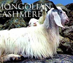 Cashing in on Cashmere in&nbsp;Mongolia