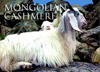 cashmere-goats