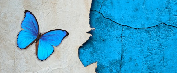 blue butterfly
