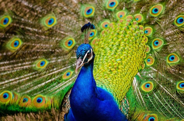 peacock-977830_960_720
