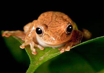 Tree frog spotted in Cote d'Ivoire. Photo via Rainforest Alliance.