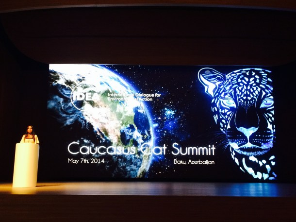 Leyla Aliyeva opening the Caucasus Cat Summit in Baku, Azerbaijan dedicated to saving the leopards. Photo: green stilettos.