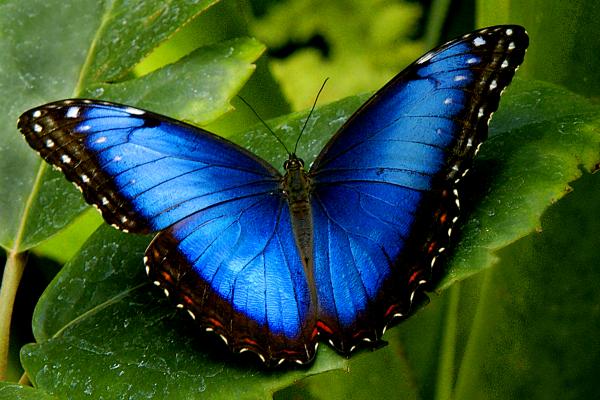 blue morpho