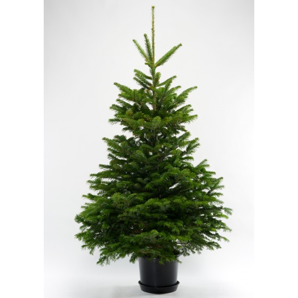 Ecosapin offers Chirstmas trees which are collected and replanted after the holiday season.