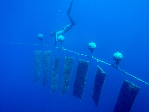 Pearl farming diver. Photo courtesy Sustainable Pearls.