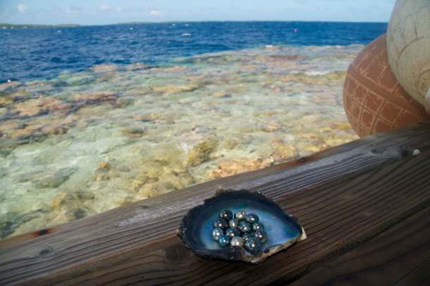 Nature's wonder: pearls require a healthy marine environment. Photo courtesy Sustainable Pearls.